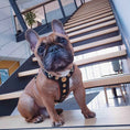 Load image into Gallery viewer, The ''Bijou'' harness Black & Orange Small to Medium Size