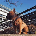 Load image into Gallery viewer, The ''Bijou'' harness Black & Orange Small to Medium Size