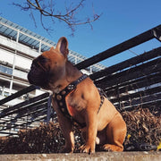 The ''Bijou'' harness Black & Orange Small to Medium Size