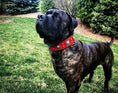 Load image into Gallery viewer, The "Eros" collar 2.5 inch wide RED