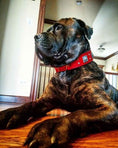 Load image into Gallery viewer, The "Eros" collar 2.5 inch wide RED