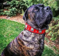 Load image into Gallery viewer, The "Eros" collar 2.5 inch wide RED