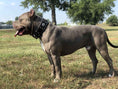 Load image into Gallery viewer, "Aztec" black dog collar