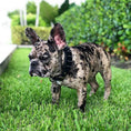 Load image into Gallery viewer, BLACK "Frenchie" collar