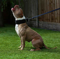 Load image into Gallery viewer, BESTIA DOG SPORT TACTICAL LEASH