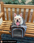 Load image into Gallery viewer, Mr. Peanut's Gold Series Big Apple XL Size Airline Compliant Double Expandable Pet Carrier - Southlake Paws