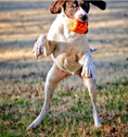 Load image into Gallery viewer, Jack O' Lantern Dog Toy - Durable Halloween Chew Toy for Large Dogs | USA Made