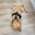 Load image into Gallery viewer, Black - Comfort Dog Harness