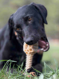 Load image into Gallery viewer, Honey Bone Dental Flower Tower - Indestructible Nylon Dog Chew Toy XL | USA