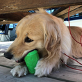 Load image into Gallery viewer, Can Toy eDispenser Durable Rubber Chew Toy & Treat Dispenser - Average Chewer