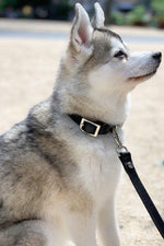 The Taylor Collar - Black Leather