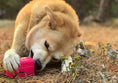 Load image into Gallery viewer, Surf's Up! Retro Van Dog Toy - Durable Chew Toy for Large Dogs | USA Made