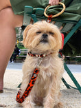 Load image into Gallery viewer, Sasha Leash - Red Leopard