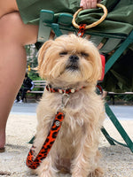 Sasha Leash - Red Leopard