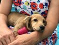 Load image into Gallery viewer, Puppy Can Toy Durable Rubber Chew Toy & Treat Dispenser For Teething Pups