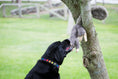 Load image into Gallery viewer, Feller Squirrel Plush Dog Toy - image 9