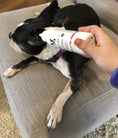 Load image into Gallery viewer, Instant Ear Cleaner For Dogs 12 oz or 1 gallon - Professional Size - Removes Wax and Odor