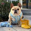 Load image into Gallery viewer, Frenchie Duo Reversible Harness - It's Raining Frenchies