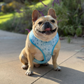 Load image into Gallery viewer, Frenchie Duo Reversible Harness - It's Raining Frenchies