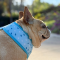 Load image into Gallery viewer, Frenchie Duo Reversible Harness - It's Raining Frenchies