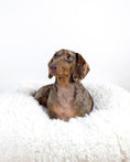 Load image into Gallery viewer, POD DOG BED - Southlake Paws