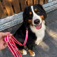 Load image into Gallery viewer, IZOD Pet - Collar & Leash Set