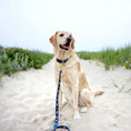 Load image into Gallery viewer, Ice Cream Dog Collar