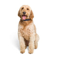 Load image into Gallery viewer, Dog Collar.