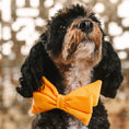 Load image into Gallery viewer, Keaton Dog Babe Bow