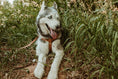 Load image into Gallery viewer, Step In Leather Dog Harness - image 6