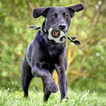 Load image into Gallery viewer, Los Angeles FC Soccer Ball Rope Toy