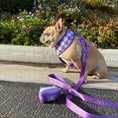 Load image into Gallery viewer, Frenchie Duo Reversible Harness - LA Purple