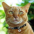 Load image into Gallery viewer, Las Vegas Knights Cat Collar