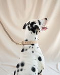 Load image into Gallery viewer, Wander! Waterproof Collar - Latte