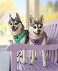 Load image into Gallery viewer, EcoBark Mint Turquoise Dog Harness - Over-the-Head Soft Mesh Vest Halter for Small to Medium Dogs