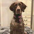 Load image into Gallery viewer, Up Country Lavender Lattice Cast Brass Dog Collar
