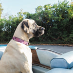 Lavender Lattice Extra Wide Dog Collar 1.5