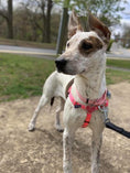Load image into Gallery viewer, Hot Pink Freedom No-Pull Dog Harness