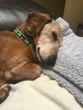 Load image into Gallery viewer, Up Country Leader of the Pach Small Breed Dog Collar Made in USA