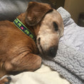 Load image into Gallery viewer, Leader of the Pach Dog Collar