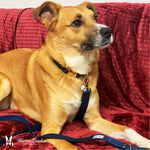 Fabric Dog Leash - Blue