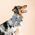 Load image into Gallery viewer, Leighton Dog Babe Bow