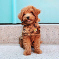 Load image into Gallery viewer, Up Country Leopard Fur Coat Pet Accessory