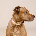Load image into Gallery viewer, Lottie Dog Collar