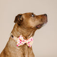 Load image into Gallery viewer, Lottie Dog Bow Tie