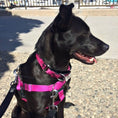 Load image into Gallery viewer, Raspberry Freedom No-Pull Dog Harness