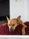 Load image into Gallery viewer, POD DOG BED - Southlake Paws