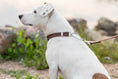 Load image into Gallery viewer, Martingale Chocolate Leather Dog Collar - image 4