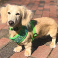 Load image into Gallery viewer, Parisian Pet 'Sport Net Harness' for Dogs & Cats – Comfortable Green & Blue Mesh Dog Harness-Saint Patrick's Day