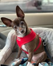 Parisian Pet 'Freedom Harness' for Dogs & Cats – Adjustable, Comfortable Red Dog Harness, Durable Design